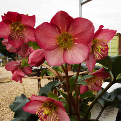 Rare Helleborus Plants - Swines Meadow Farm Nursery