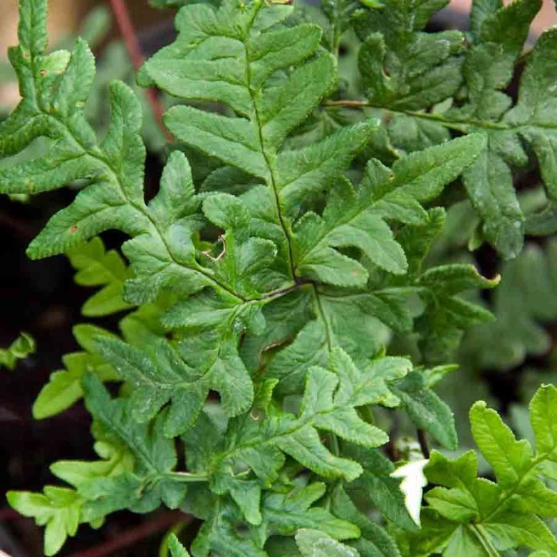 Cheilanthes Argentea 791 P.jpg