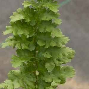 Dryopteris Affinis Crispa 1lt 772 P.jpg