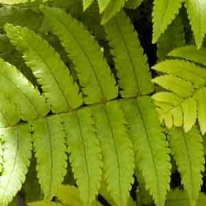 Dryopteris atrata 1lt 776 p.jpg