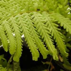 Dryopteris Felix Mas Furcans 3lt 781 P.jpg