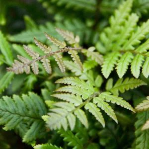 Dryopteris lepidopoda 1lt 783 p.jpg