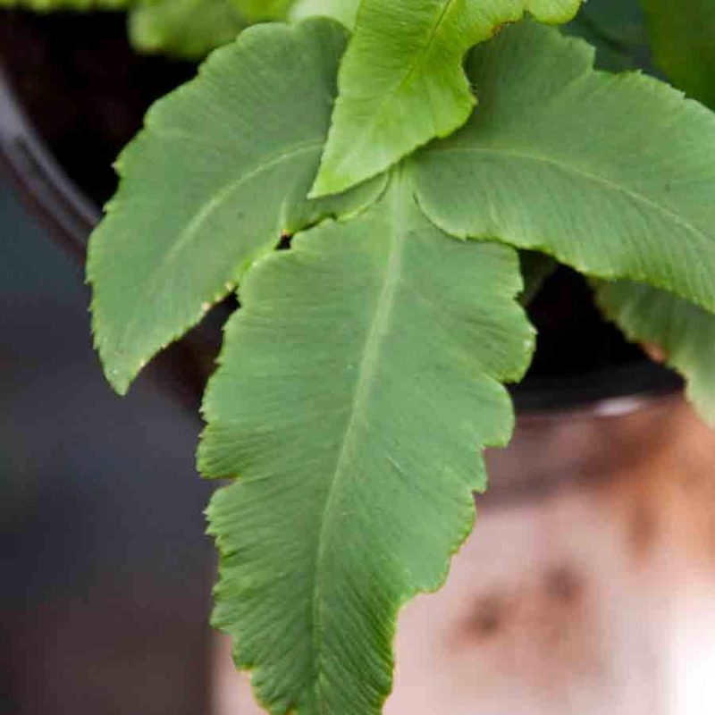 Dryopteris sieboldii 1lt