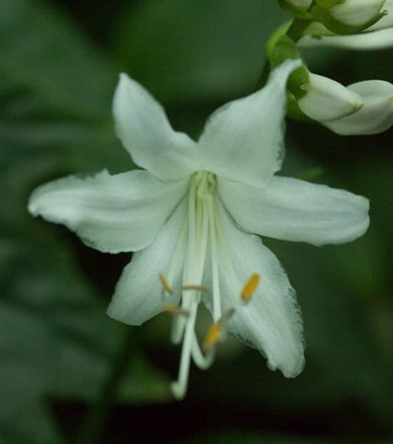 Hostas