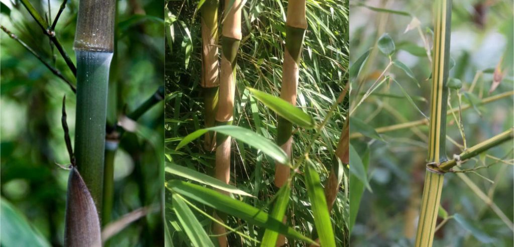 Rare bamboo