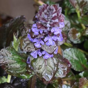 Ajuga Reptans Braunherz