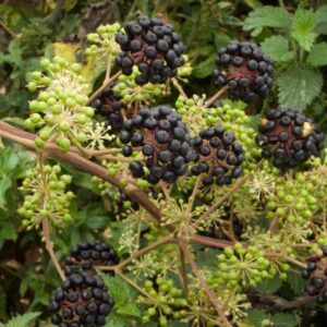 Aralia Continentalis