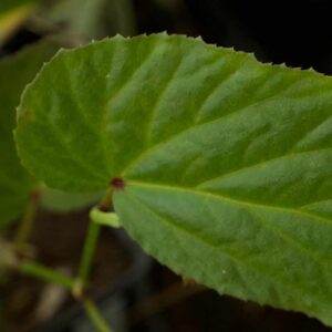 Begonia Nova