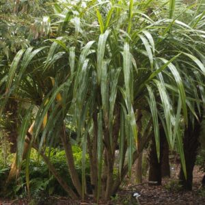 Cordyline Banks