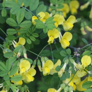 Coronilla Em