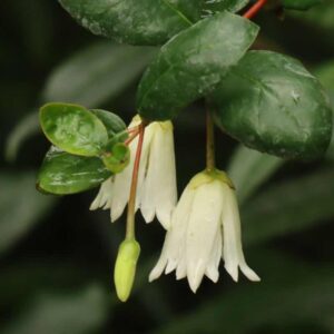 Crinodendron Pat