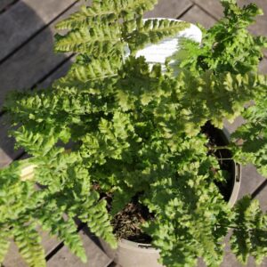 Dryopteris C Whiteside