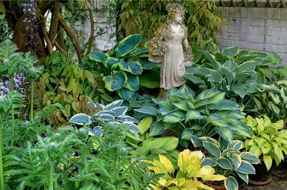 Growing Variegated Hostas