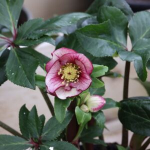 Helleborus Bennota