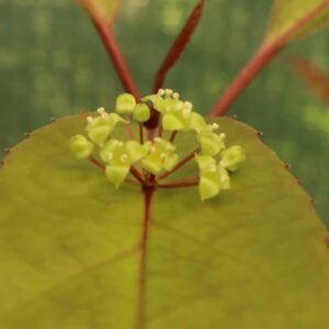 Helwingia Flowers