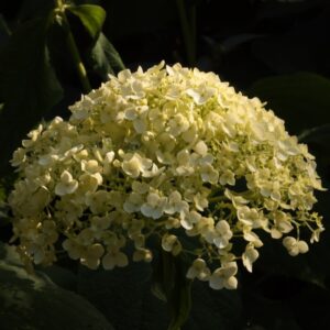 Hydrangea Ryan Gainey