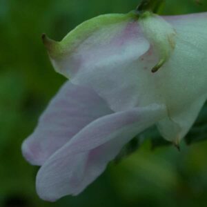 Impatiens White Hps