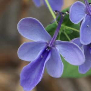 Rotheca Myricoides