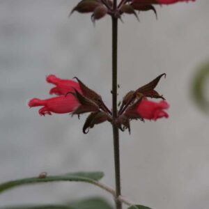 Salvia Karwinskii