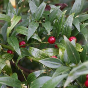 Sarcococca Dragons Gate