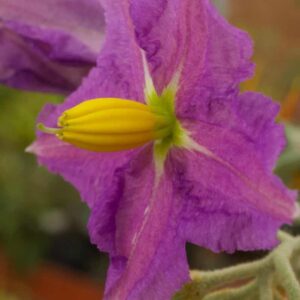 Solanum Pyracantha