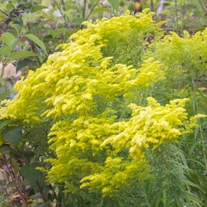 Solidago Rugossa