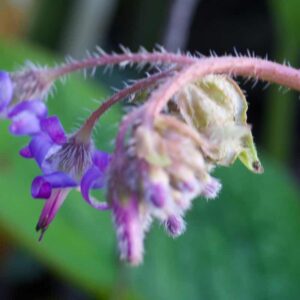 Trachstemon Orientalis