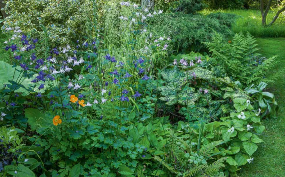 A Guide to Woodland Perennials