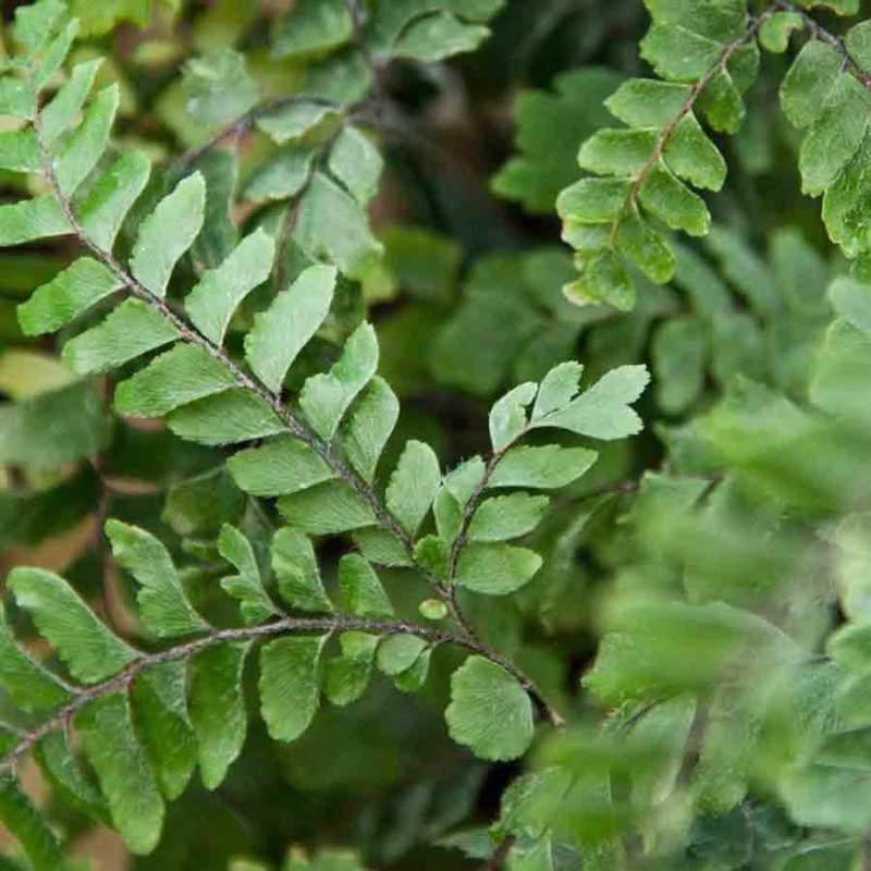 Adiantum Hispidulum 1lt Adiantum Hispidum 1lt 1641 P.jpg