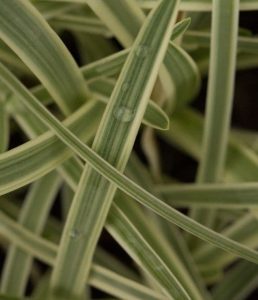 Agapanthus Tinkerbell 2lt 1500 P.jpg