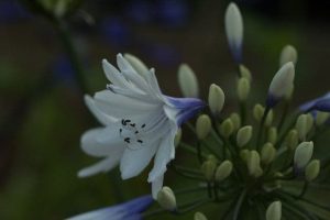 Agapanthus Twister 1.5lt 1901 P.jpg