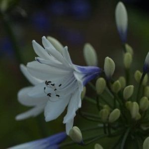 Agapanthus twister 1.5lt 1901 p.jpg