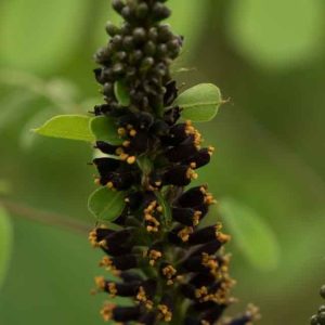 Amorpha Fruticosa 3lt 1864 P.jpg