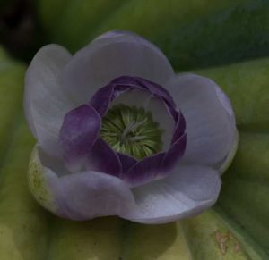 Anemonopsis Macrophylla 2lt 1552 P.jpg