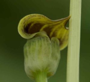 Arisaema Flavum 2lt 1878 P.jpg