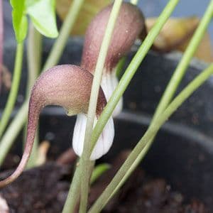 Arisarum Proboscideum 1057 P.jpg