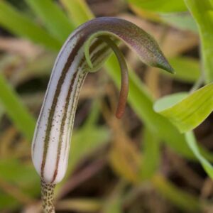 Arisarum Typica