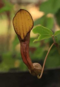 Aristolochia Sempervirens Bswj13600 3lt 1493 P.jpg