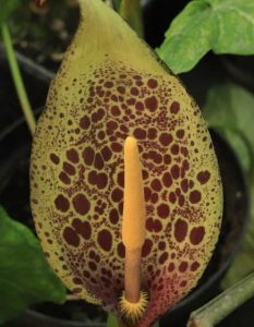 Arum Italicum Curtis Giant 2lt 1557 P.jpg