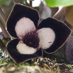 Asarum Maximum Silver Panda 1058 P.jpg