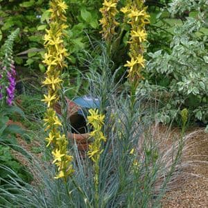 Asphodeline Lutea 3lt 1059 P.jpg