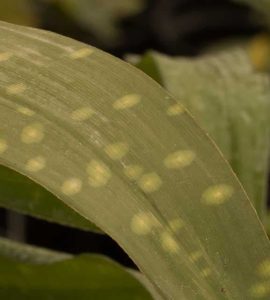 Aspidistra sichuanensis spotty 3lt 1752 p.jpg