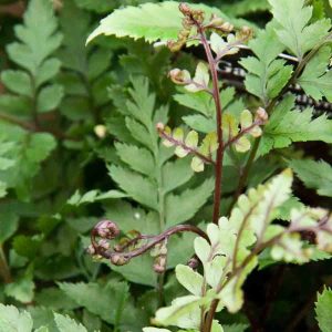 Athyrium Otophorum Var Okanum 1lt 1076 P.jpg