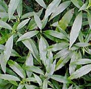 Aucuba japonica salicifolia 1078 p.jpg