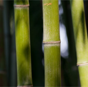 Sedges and Bamboo