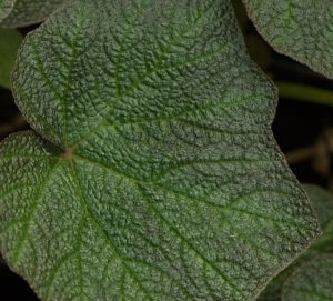 Begonia Burle Marx 2lt 1915 P.jpg