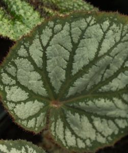 Begonia Ex Siam 3lt 1914 P.jpg