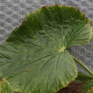 Begonia Fusca