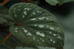 Begonia Grandis Bells And Whistles 9cm 1928 P.jpg