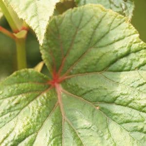 Begonia Grandis Ssp Evansiana Alba 9cm 927 P.jpg